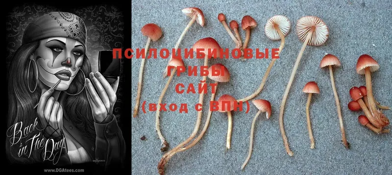 Галлюциногенные грибы Psilocybine cubensis  Правдинск 